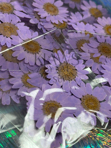 Lavender purple sunflower