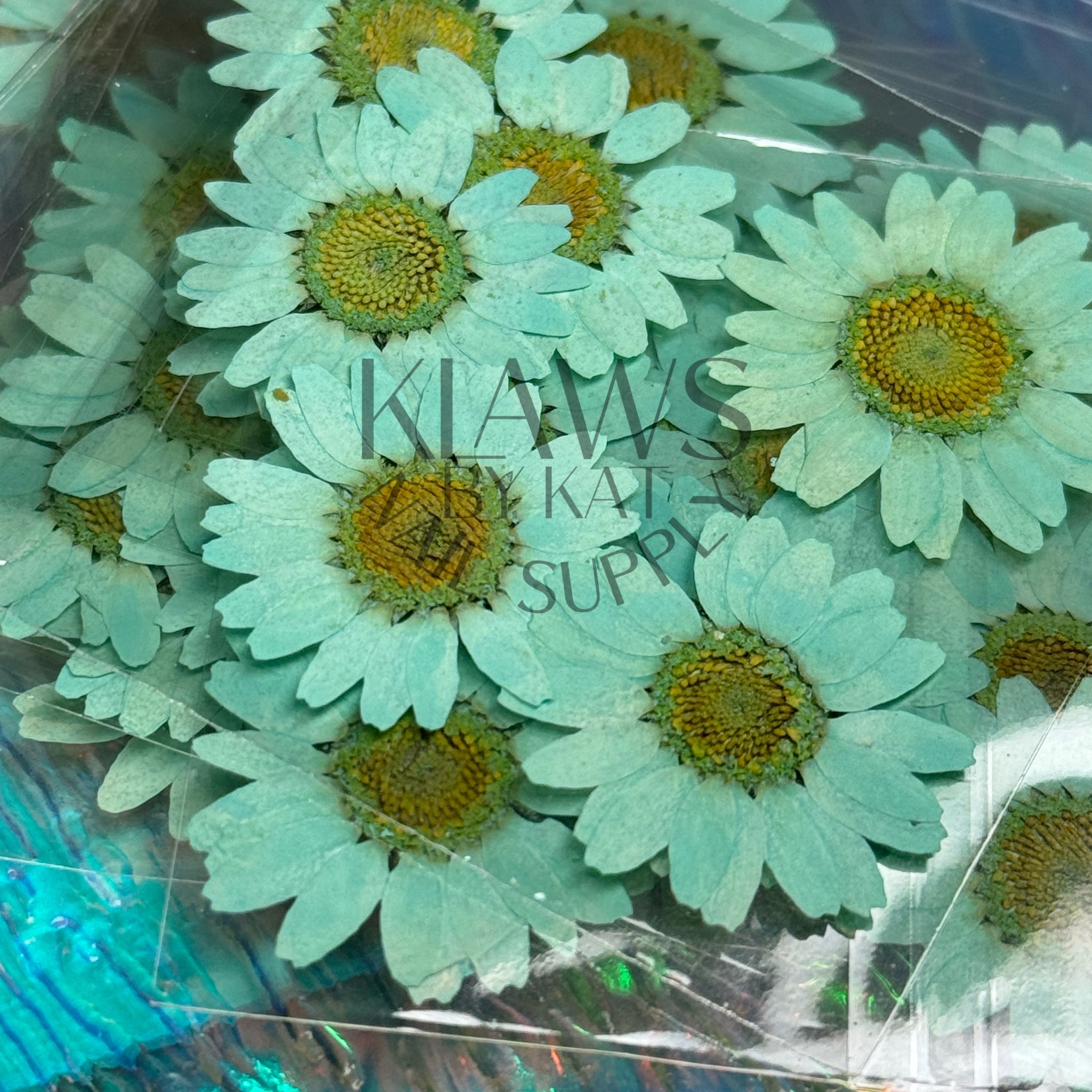 Light blue sunflower