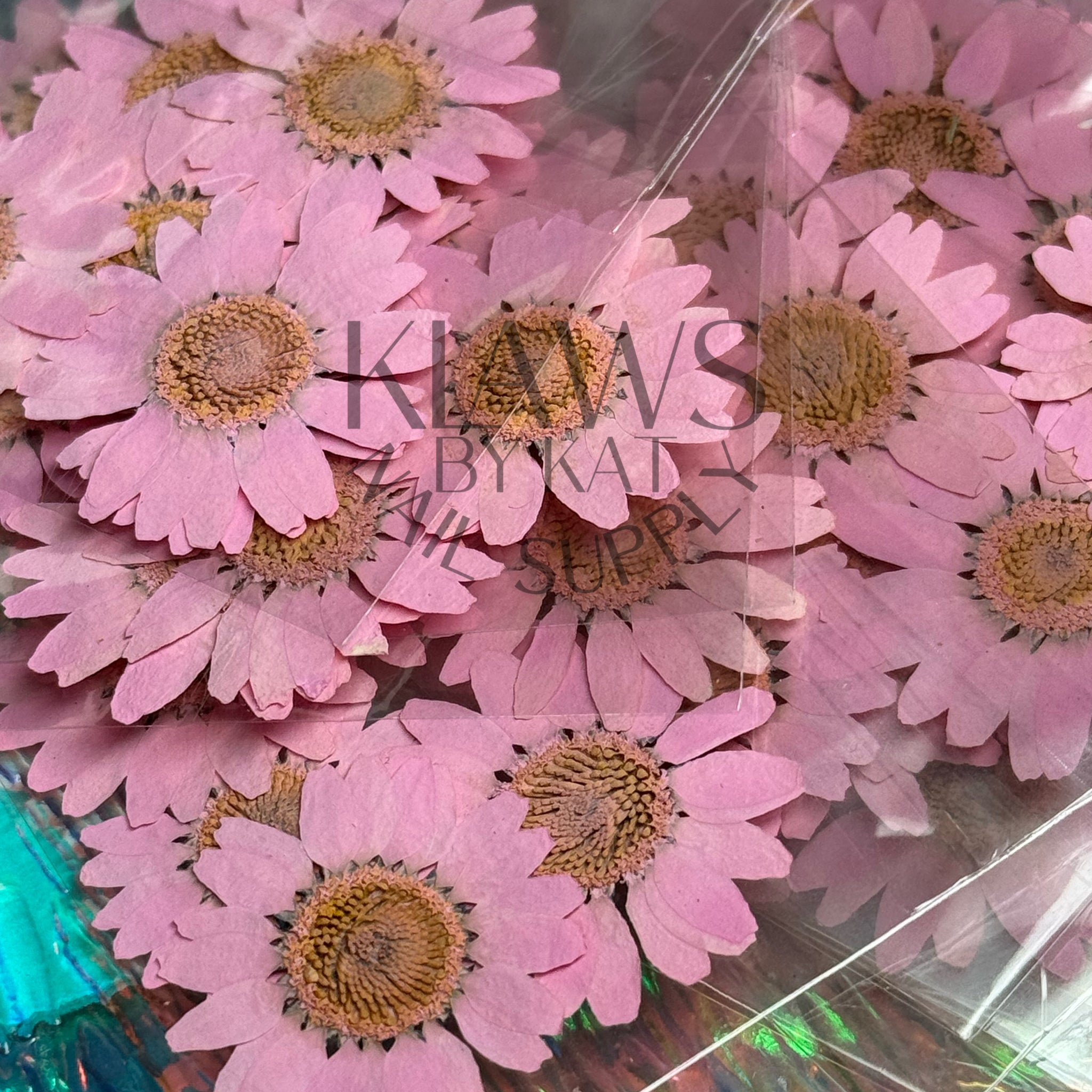 Light pink sunflower