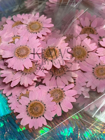 Light pink sunflower