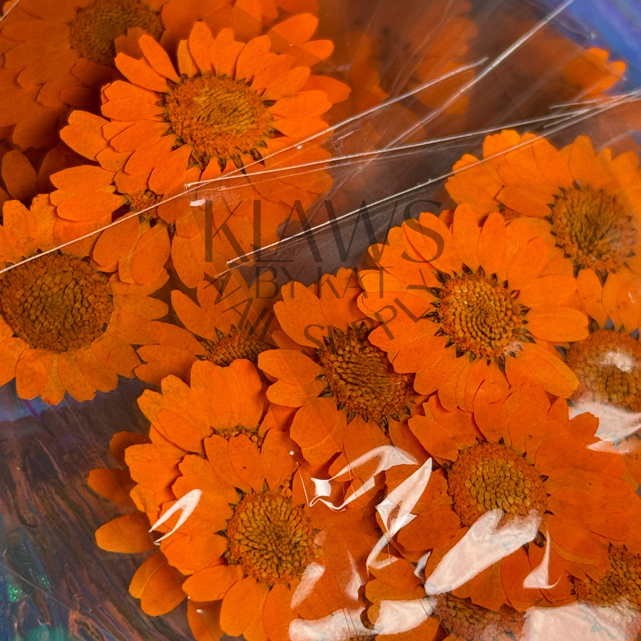 Orange sunflower