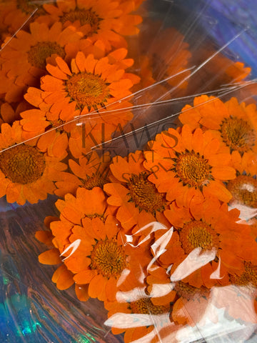 Orange sunflower