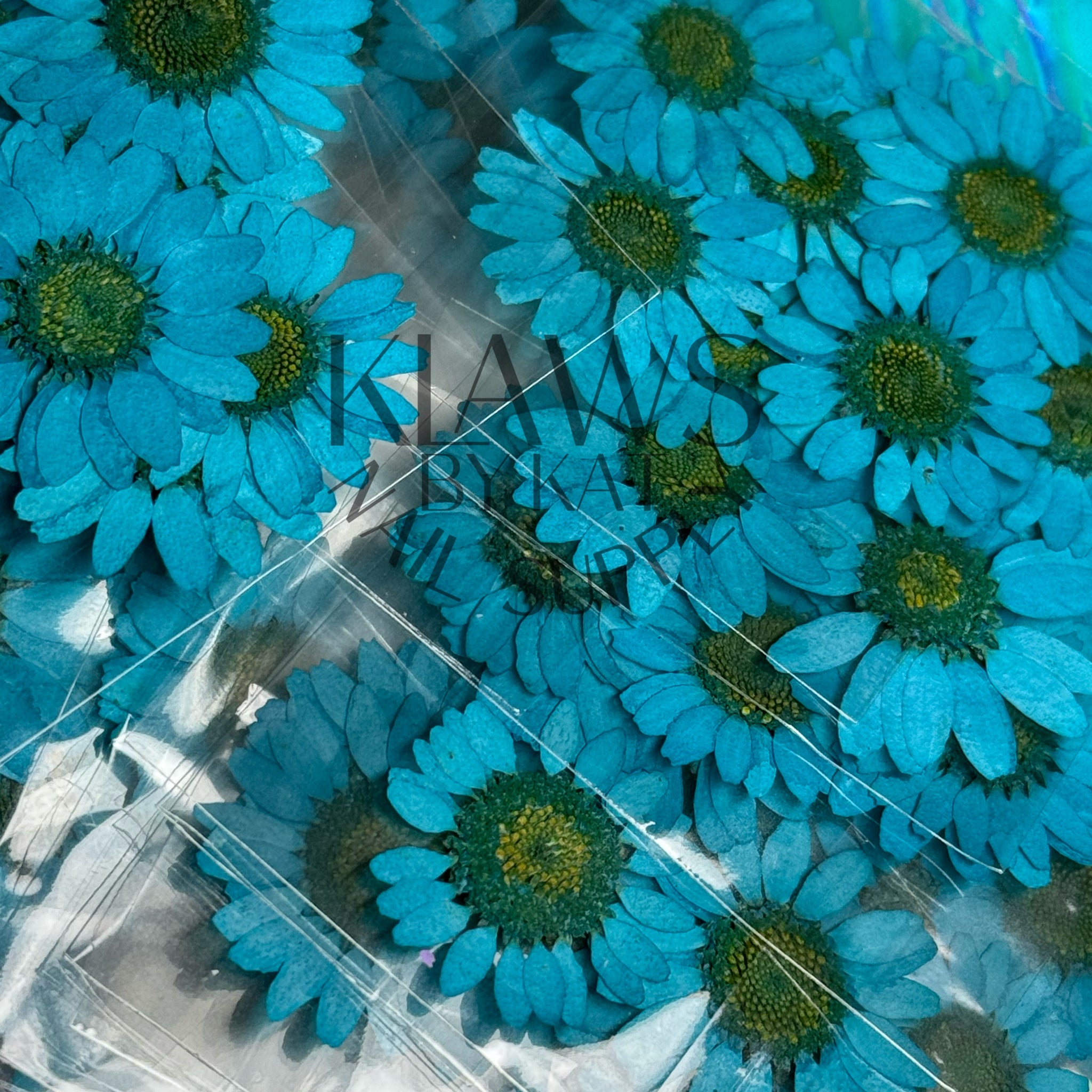 Turquoise blue sunflower