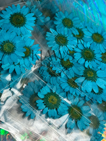 Turquoise blue sunflower