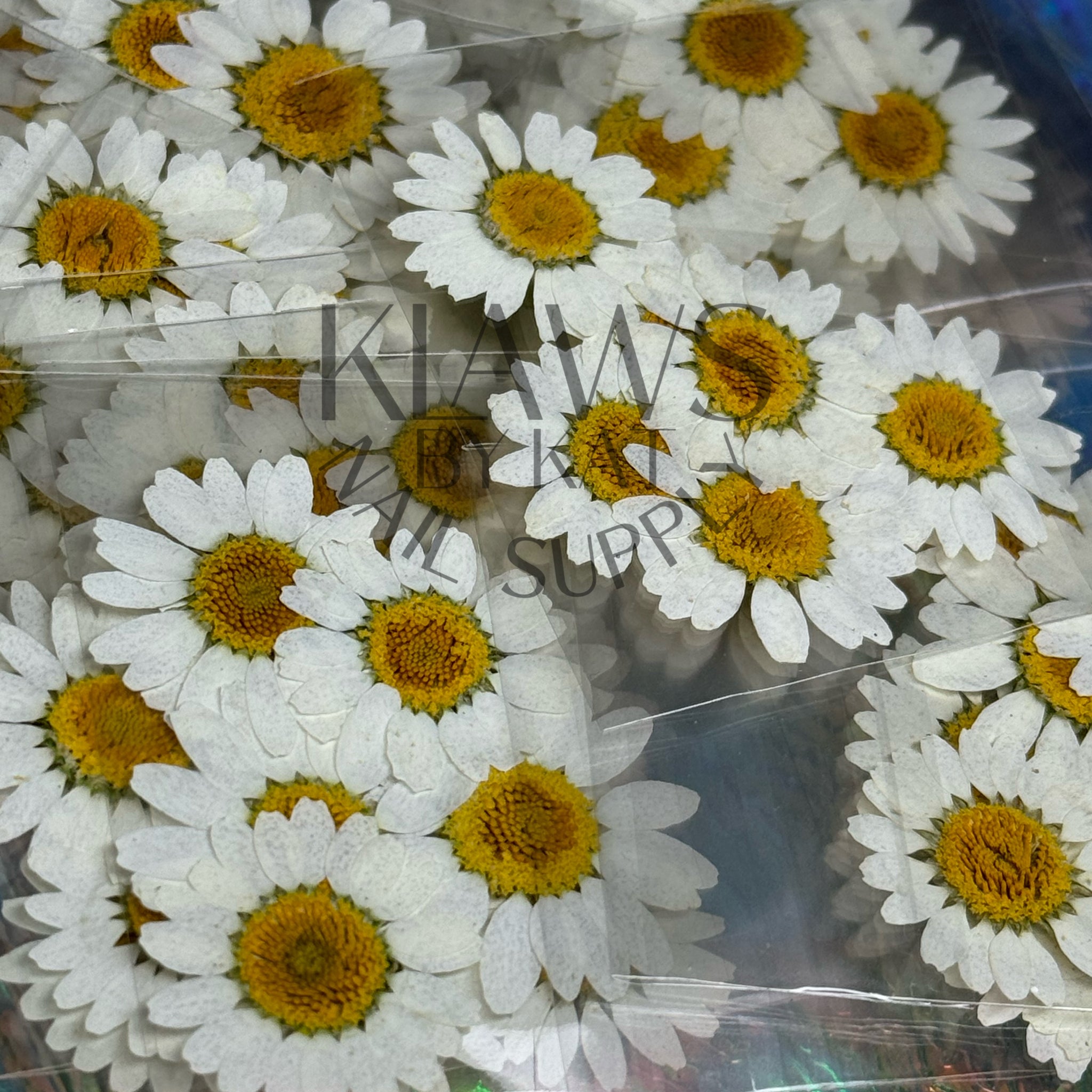 White sunflowers