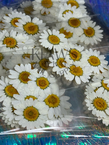 White sunflowers